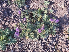 Phacelia pedicellata