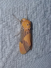 Lepidokirbyia boreas