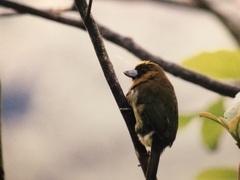 Semnornis frantzii