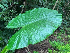 Alocasia