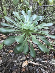 Aeonium