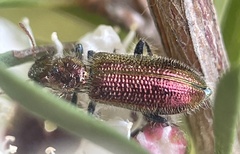 Clerinae