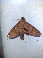 Pachylioides resumens