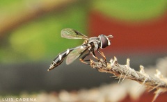 Dioprosopa clavata