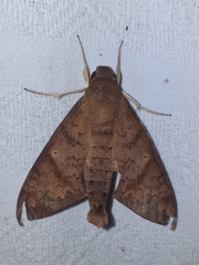 Pachylioides resumens