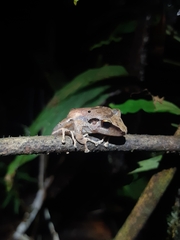 Pristimantis reichlei