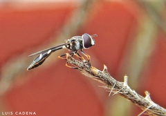 Dioprosopa clavata