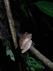 Pristimantis reichlei