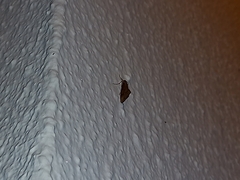 Evergestis isatidalis