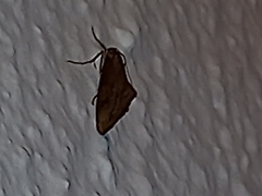 Evergestis isatidalis