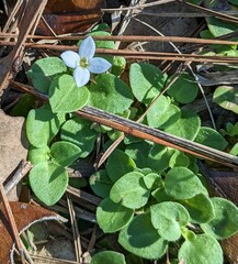 Houstonia procumbens