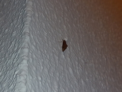 Evergestis isatidalis