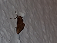 Evergestis isatidalis