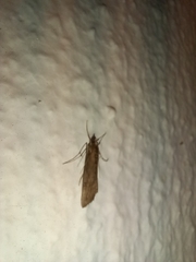 Evergestis isatidalis