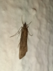 Evergestis isatidalis