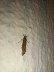 Evergestis isatidalis