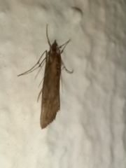 Evergestis isatidalis