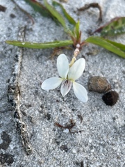 Viola lanceolata