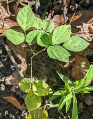 Hylodesmum
