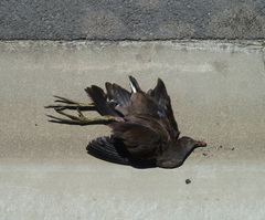Gallinula tenebrosa
