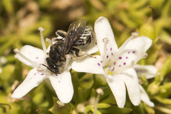 Lipotriches flavoviridis