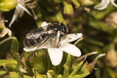 Lipotriches flavoviridis