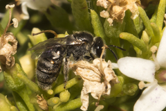 Lipotriches flavoviridis