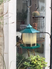 Carduelis carduelis britannica