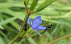 Aristea ecklonii