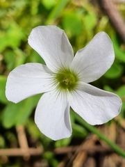 Oxalis incarnata