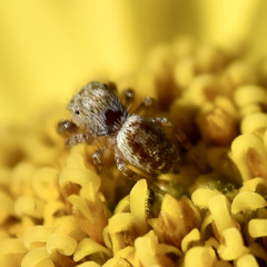 Metaphidippus