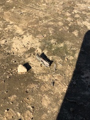 Melanoplus devastator