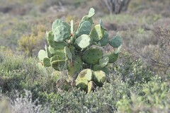Opuntia quimilo