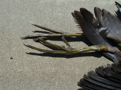 Gallinula tenebrosa