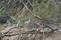 Saltatricula multicolor