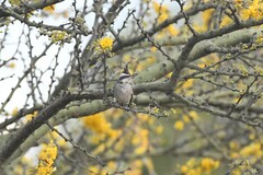 Lophospingus pusillus