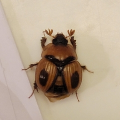 Bolbocerosoma confusum