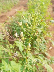 Cleome gynandra