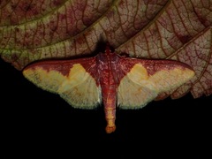 Pachynoa purpuralis