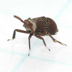 Pissonotus aphidioides