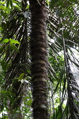 Bactris gasipaes