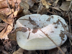 Multifurca ochricompacta