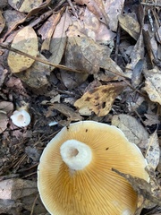 Multifurca ochricompacta