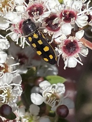 Castiarina xanthopilosa