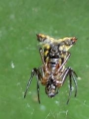 Micrathena duodecimspinosa