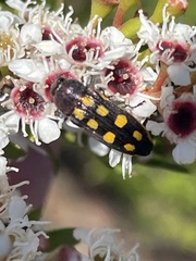 Castiarina xanthopilosa