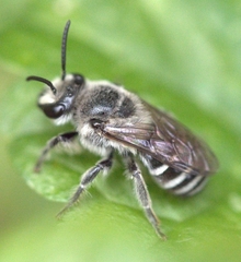 Colletes latitarsis
