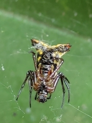 Micrathena duodecimspinosa
