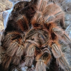 Grammostola rosea