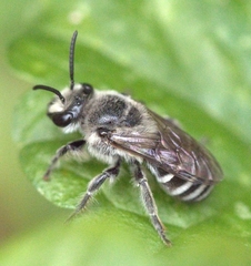 Colletes latitarsis